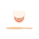 Montessori Toddler Tooth Toy Practical Life Simulated Material Brushing Tooth Teaching Aids Real Bamboo Brush with Wooden Tray