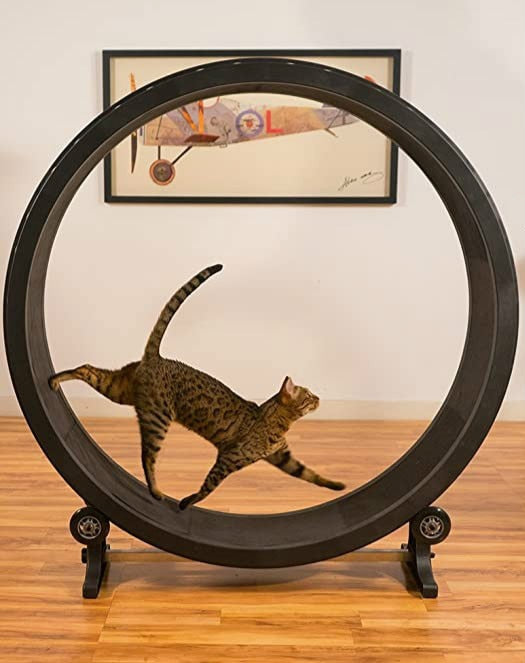 Circular Climbing Treadmill for Pet Cat